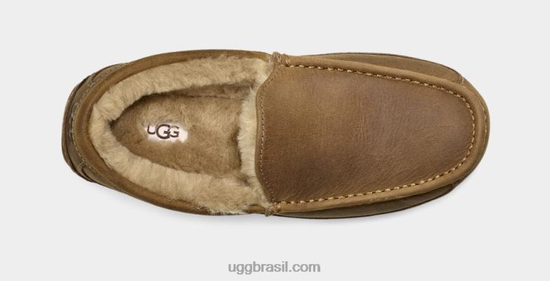 bronzeado 4VTTD1504 UGG homens couro ascot fosco