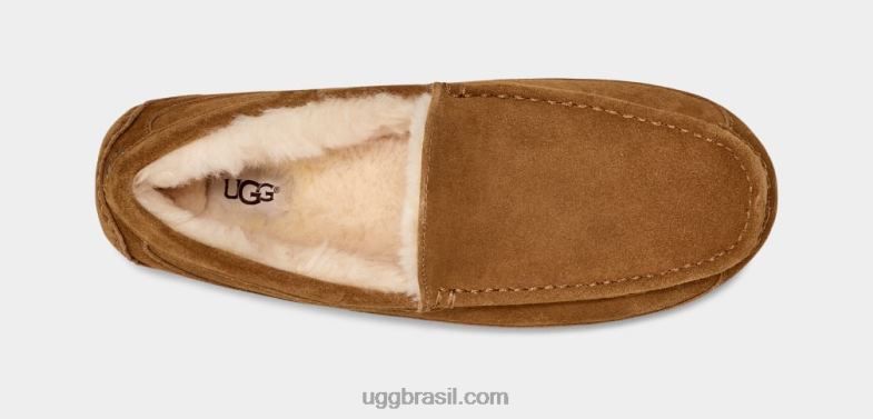 castanha 4VTTD1421 UGG homens chinelo ascot